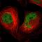 Sarcoma antigen 1 antibody, HPA003033, Atlas Antibodies, Immunofluorescence image 