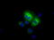 Aldehyde Dehydrogenase 3 Family Member A1 antibody, TA501105, Origene, Immunofluorescence image 