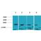 p21 antibody, LS-C387864, Lifespan Biosciences, Western Blot image 