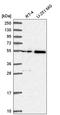Serine Palmitoyltransferase Long Chain Base Subunit 3 antibody, HPA048079, Atlas Antibodies, Western Blot image 