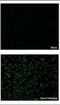 Dengue virus 2 NS1 Protein antibody, NBP2-54602, Novus Biologicals, Immunofluorescence image 