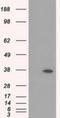 Retinol Dehydrogenase 11 antibody, NBP2-02431, Novus Biologicals, Western Blot image 