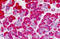 FKBP Prolyl Isomerase 11 antibody, MBS248722, MyBioSource, Immunohistochemistry frozen image 