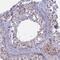 Meiosis 1 Associated Protein antibody, PA5-60995, Invitrogen Antibodies, Immunohistochemistry frozen image 