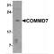 COMM Domain Containing 7 antibody, MBS153340, MyBioSource, Western Blot image 
