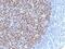 B-cell lymphoma 6 protein antibody, 33-840, ProSci, Immunohistochemistry frozen image 
