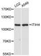 Inter-Alpha-Trypsin Inhibitor Heavy Chain 4 antibody, LS-C747876, Lifespan Biosciences, Western Blot image 