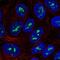 Zinc Finger Protein 713 antibody, NBP2-56245, Novus Biologicals, Immunofluorescence image 