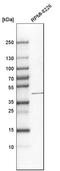 Sialidase-1 antibody, HPA021506, Atlas Antibodies, Western Blot image 