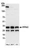 Protein Phosphatase 4 Catalytic Subunit antibody, A300-835A, Bethyl Labs, Western Blot image 