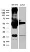 ZFP57 Zinc Finger Protein antibody, M07563, Boster Biological Technology, Western Blot image 