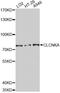 Chloride Voltage-Gated Channel Ka antibody, MBS129305, MyBioSource, Western Blot image 