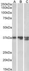 Annexin A1 antibody, 46-785, ProSci, Immunofluorescence image 