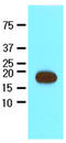 Streptavidin antibody, LS-C93797, Lifespan Biosciences, Western Blot image 