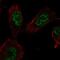 E2F Transcription Factor 7 antibody, PA5-66726, Invitrogen Antibodies, Immunofluorescence image 