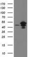 ADP-ribosylation factor GTPase-activating protein 1 antibody, TA502591, Origene, Western Blot image 