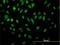 Nuclear Transcription Factor, X-Box Binding 1 antibody, H00004799-M01, Novus Biologicals, Immunofluorescence image 