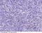 CD160 antigen antibody, 90224-T24, Sino Biological, Immunohistochemistry frozen image 