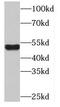 Olfactomedin 2 antibody, FNab05984, FineTest, Western Blot image 