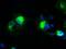 Prominin-2 antibody, GTX83797, GeneTex, Immunocytochemistry image 