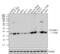 Caveolin 1 antibody, PA1-064, Invitrogen Antibodies, Western Blot image 