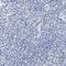 Chymotrypsin Like antibody, NBP1-87520, Novus Biologicals, Immunohistochemistry paraffin image 