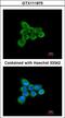 NADH:Ubiquinone Oxidoreductase Subunit AB1 antibody, LS-C186233, Lifespan Biosciences, Immunocytochemistry image 
