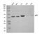 Lactamase Beta antibody, A13145-1, Boster Biological Technology, Western Blot image 