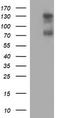 CD44 antibody, TA506741, Origene, Western Blot image 