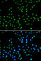 N-Acetyltransferase 10 antibody, 22-840, ProSci, Immunofluorescence image 
