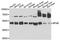 Bifunctional Apoptosis Regulator antibody, A8308, ABclonal Technology, Western Blot image 