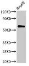 CTP Synthase 2 antibody, LS-C397231, Lifespan Biosciences, Western Blot image 