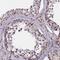 GPN-Loop GTPase 3 antibody, NBP2-30372, Novus Biologicals, Immunohistochemistry paraffin image 
