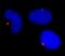 Pericentrin antibody, IHC-00264, Bethyl Labs, Immunohistochemistry frozen image 