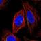 Kelch-like protein 12 antibody, NBP2-56310, Novus Biologicals, Immunofluorescence image 