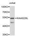 Rubicon Like Autophagy Enhancer antibody, STJ26362, St John