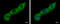 PABP-1 antibody, GTX113954, GeneTex, Immunofluorescence image 