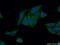 Ankyrin Repeat Domain 53 antibody, 24283-1-AP, Proteintech Group, Immunofluorescence image 