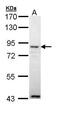 Angiopoietin-4 antibody, GTX111353, GeneTex, Western Blot image 