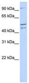 Clock Circadian Regulator antibody, TA334241, Origene, Western Blot image 