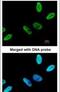 Chromosome 9 Open Reading Frame 78 antibody, PA5-21806, Invitrogen Antibodies, Immunofluorescence image 