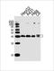 Acrosin antibody, orb1478, Biorbyt, Western Blot image 