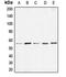 Bone Morphogenetic Protein 7 antibody, orb213608, Biorbyt, Western Blot image 
