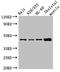 RNA Binding Motif Protein 22 antibody, orb38634, Biorbyt, Western Blot image 