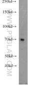 Protein S antibody, 16910-1-AP, Proteintech Group, Western Blot image 