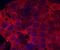 DHEA-ST antibody, PA5-47784, Invitrogen Antibodies, Immunocytochemistry image 