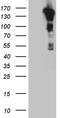 CASK Interacting Protein 2 antibody, TA812219S, Origene, Western Blot image 