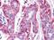 RAK antibody, NBP1-28857, Novus Biologicals, Immunohistochemistry frozen image 