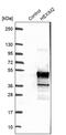 Protein HEXIM2 antibody, PA5-54764, Invitrogen Antibodies, Western Blot image 