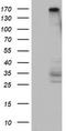 Histone-lysine N-methyltransferase, H3 lysine-79 specific antibody, CF802738, Origene, Western Blot image 
